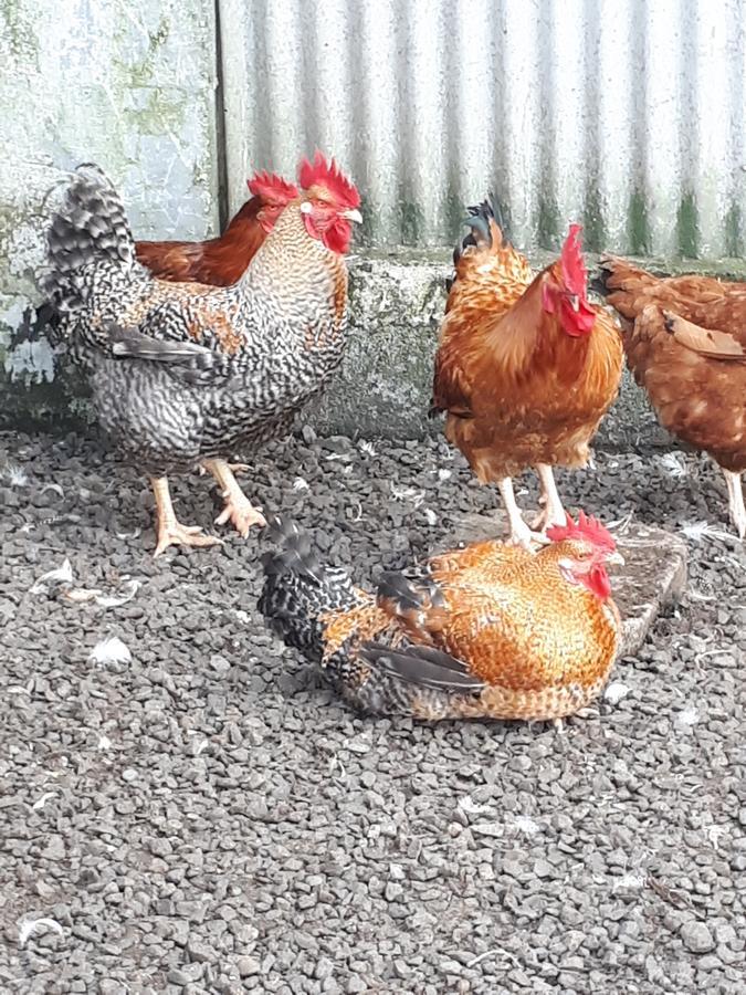 Les Grevilleas La Plaine des Cafres Eksteriør billede